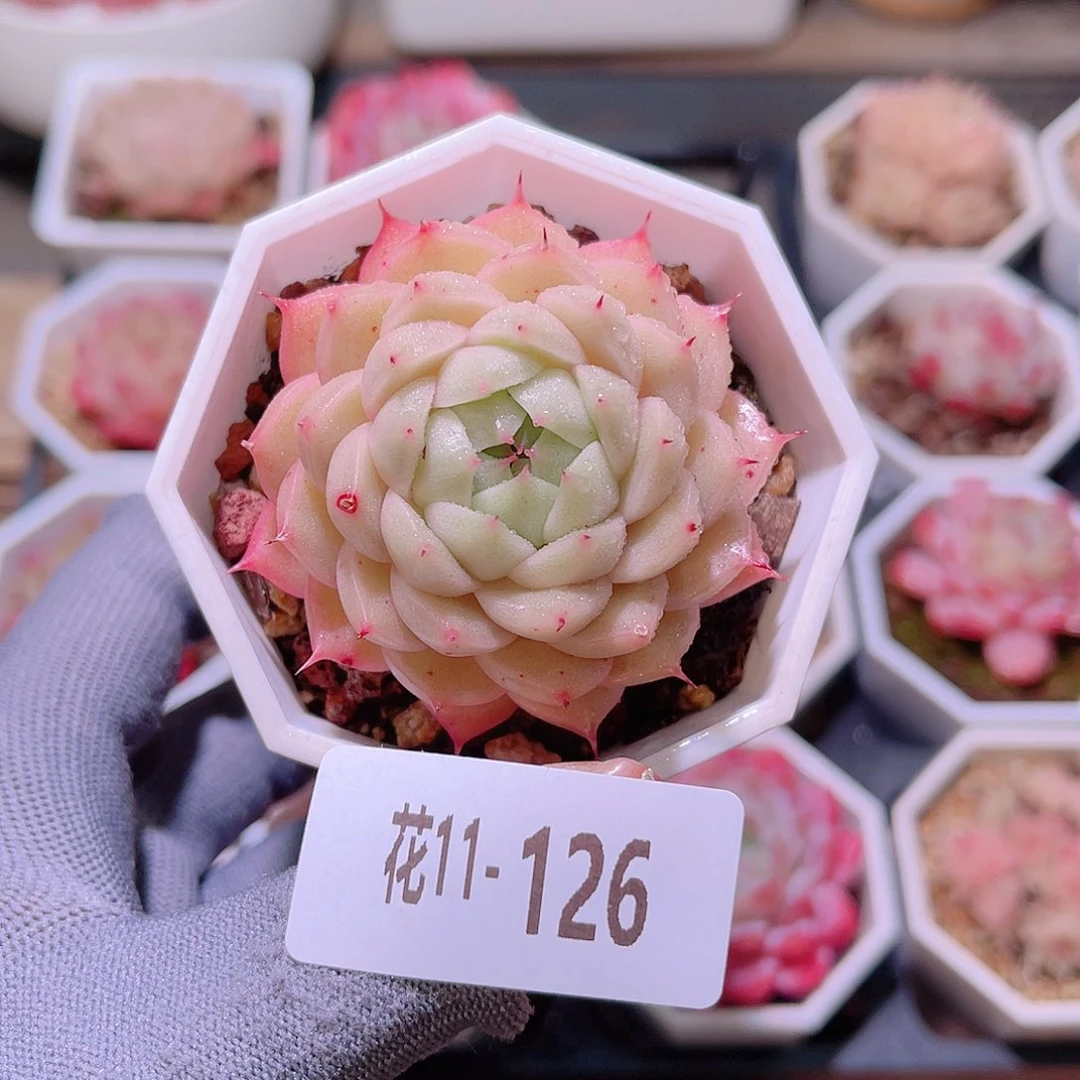 花11-126海王单头
