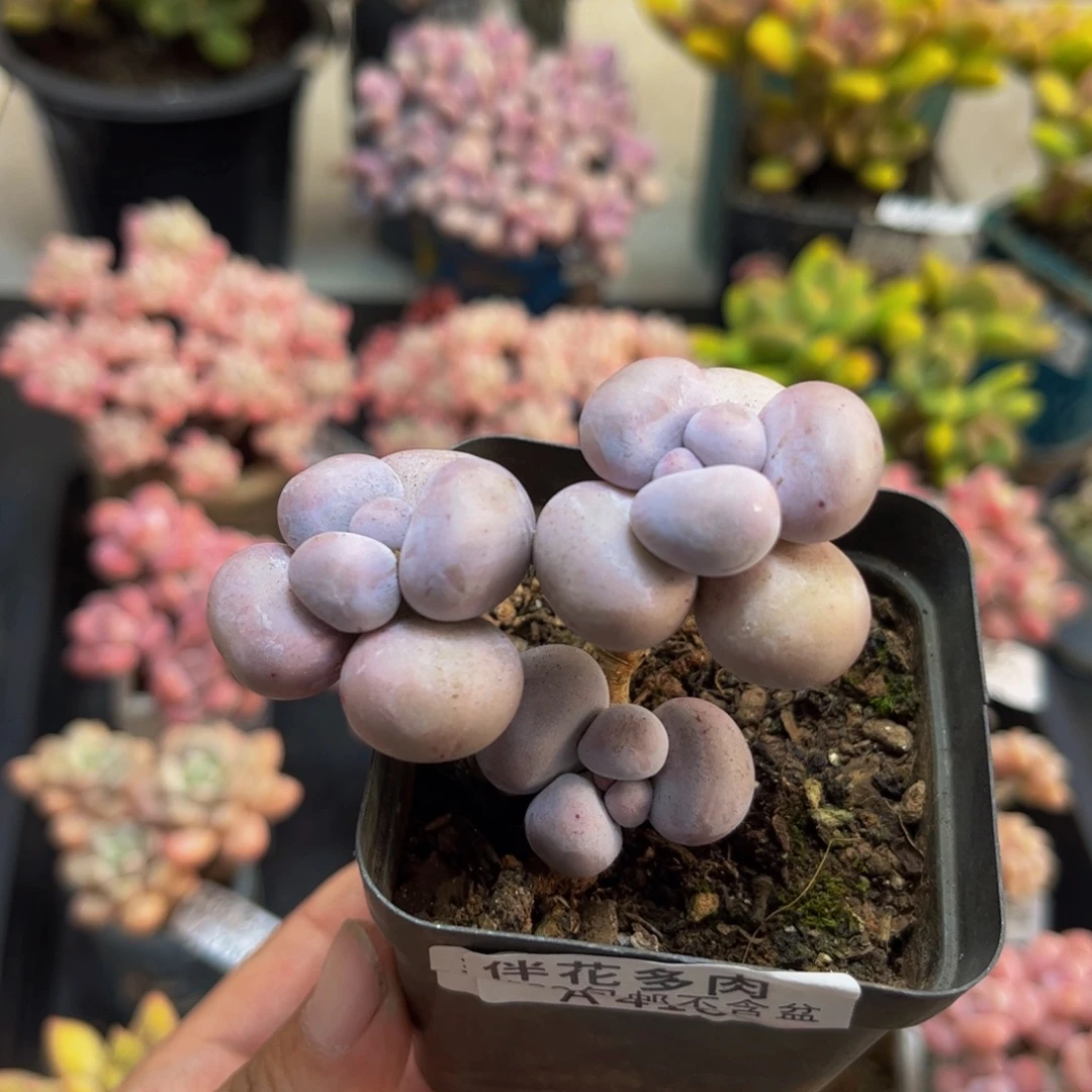 418芭比奶酪5cm多肉植物