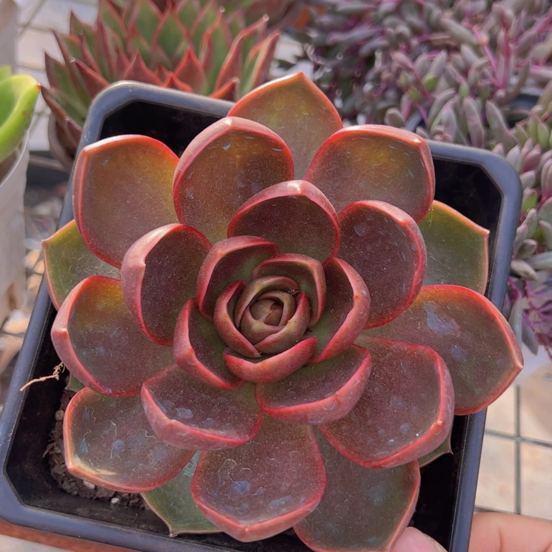 红灯大单头老桩多肉