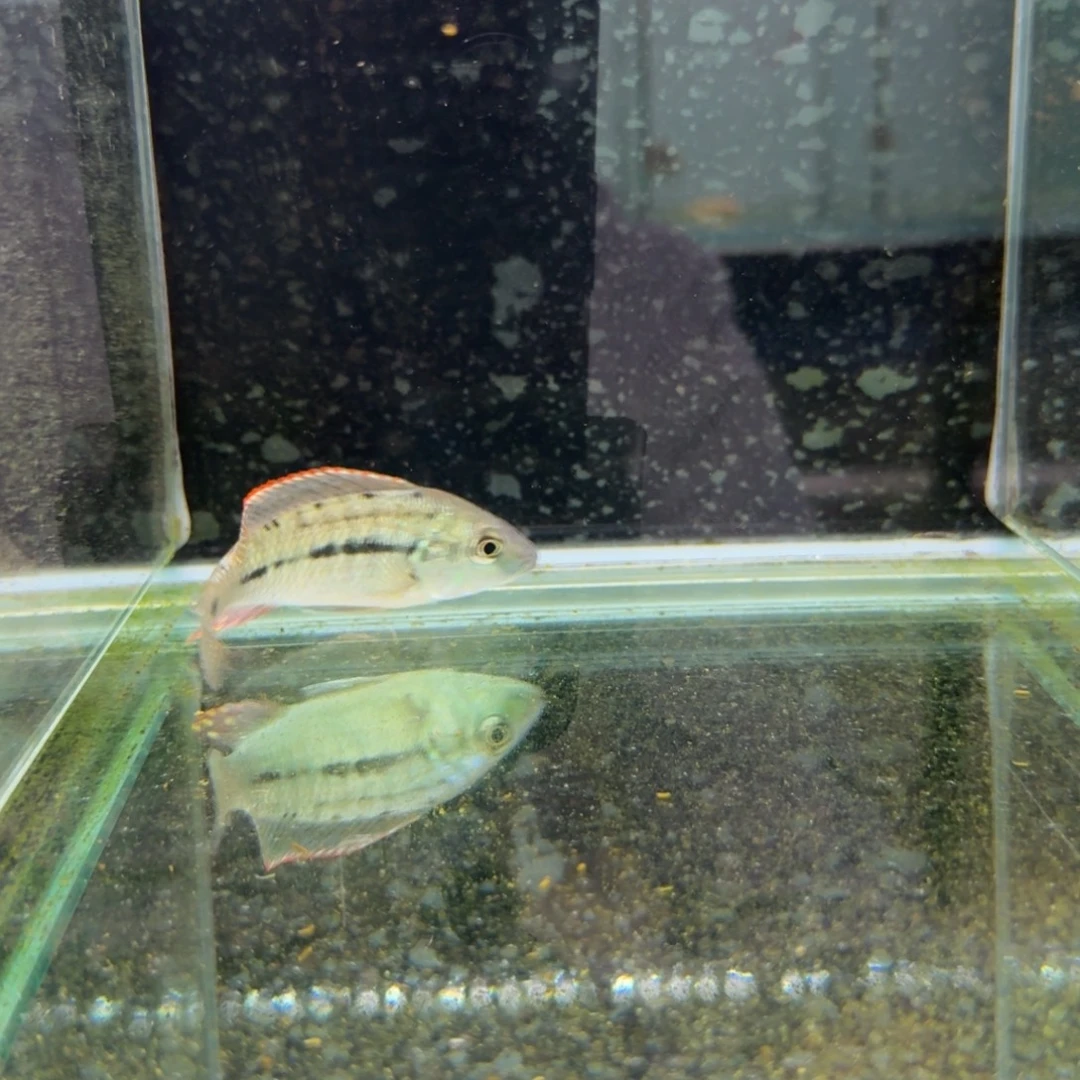 慈鲷822红鹰。