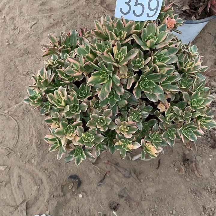 无花朵359甜茶多肉