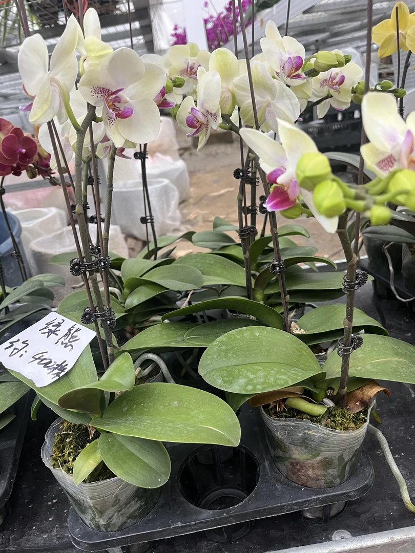 蝴蝶兰【绿熊】掉花叶损不售后