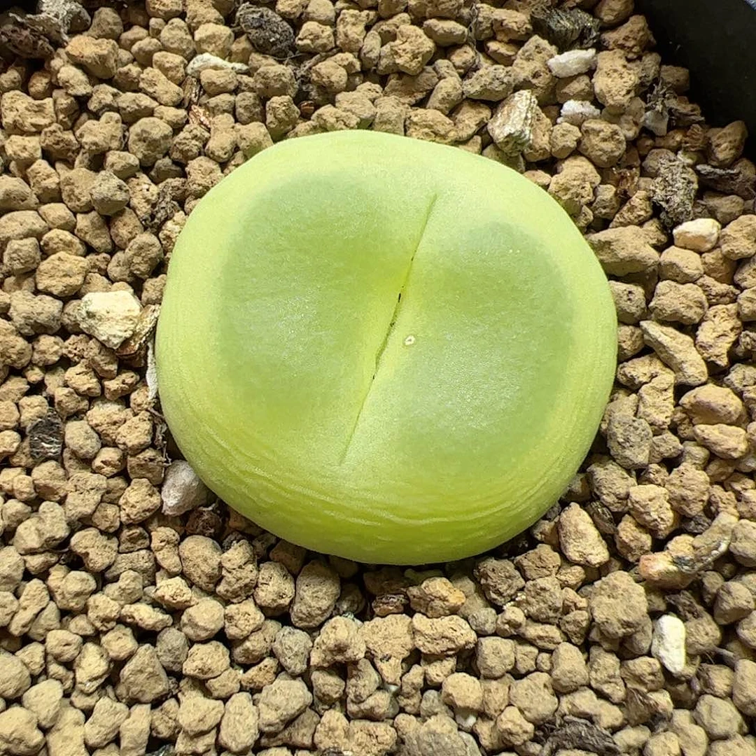 【闪购商品】229 拉登2.4cm