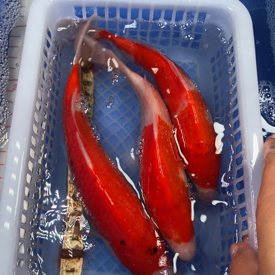 锦鲤冷水锦鲤包邮