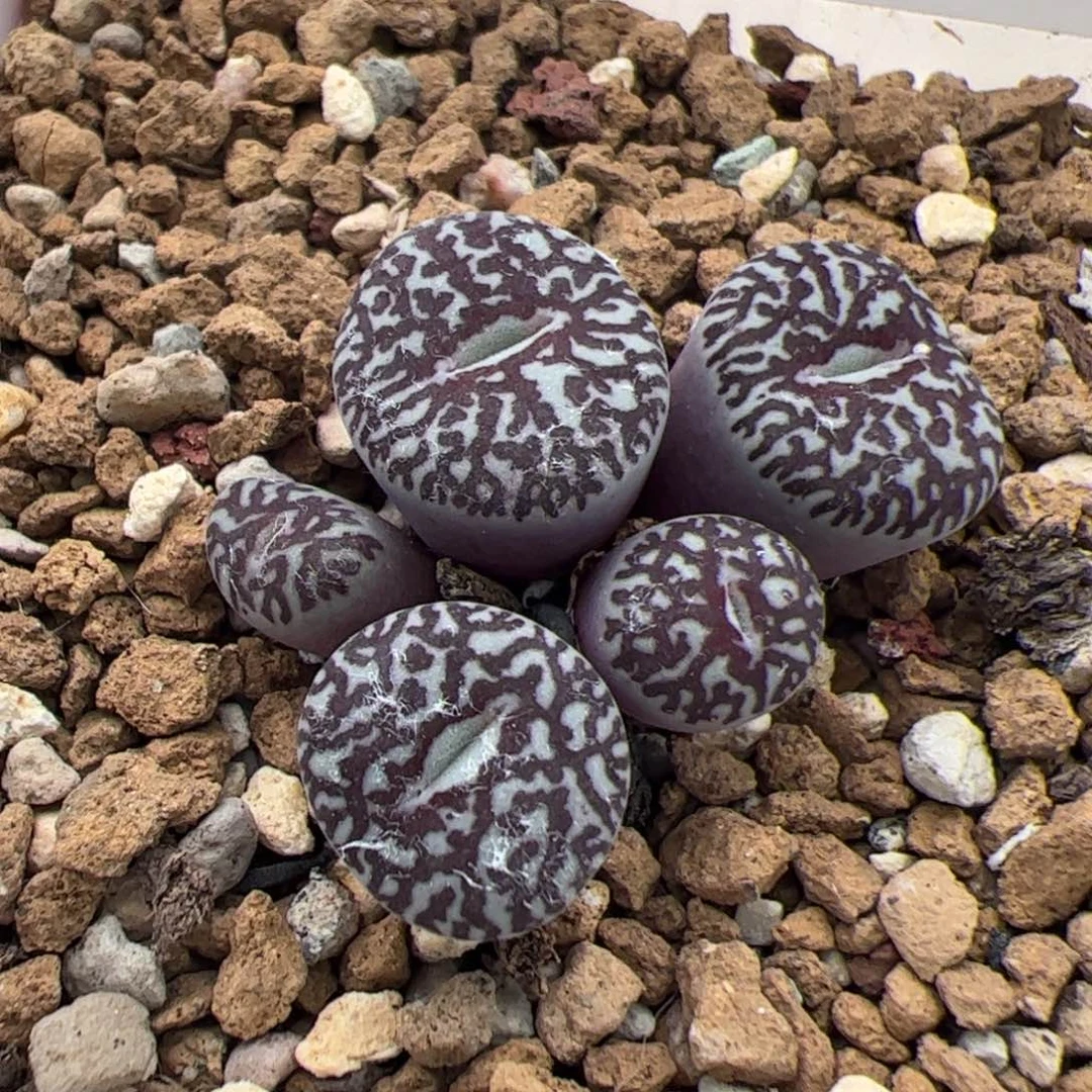 020号 墨 多肉植物