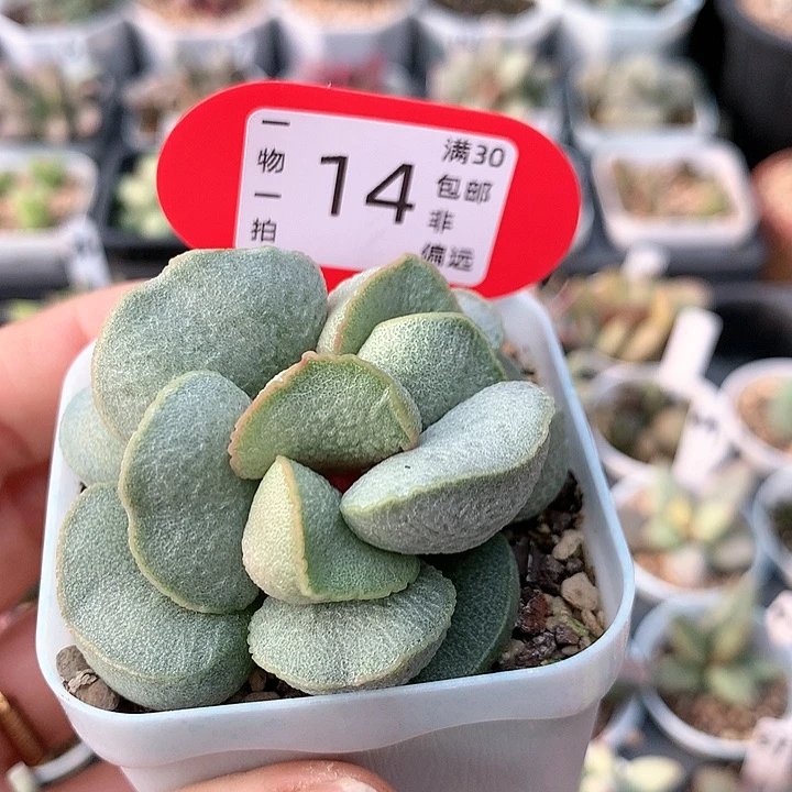 绿磨砂。    14。