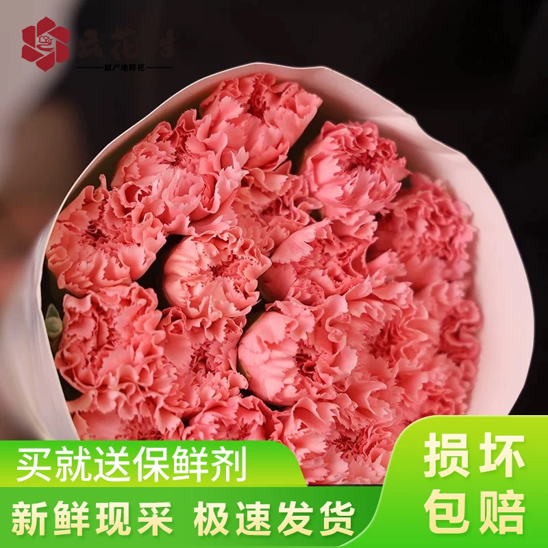 粉色康乃馨【全店任意满两件发顺丰京东】云南直发鲜花鲜切花鲜切花