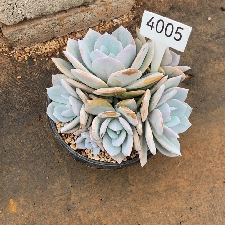 会***人奶茶五头。 4005号。