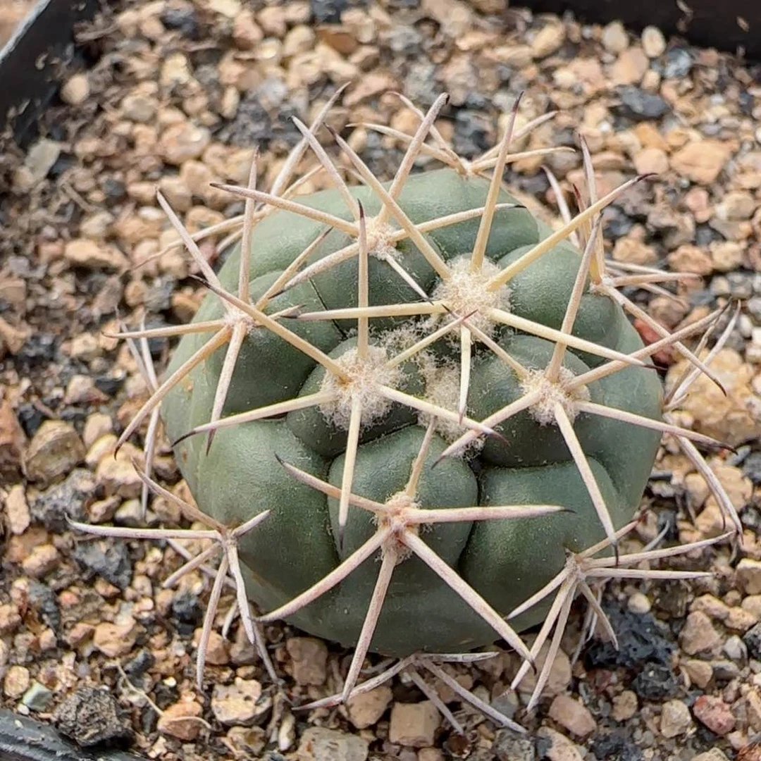 314实生大祥冠多肉2.8厘米