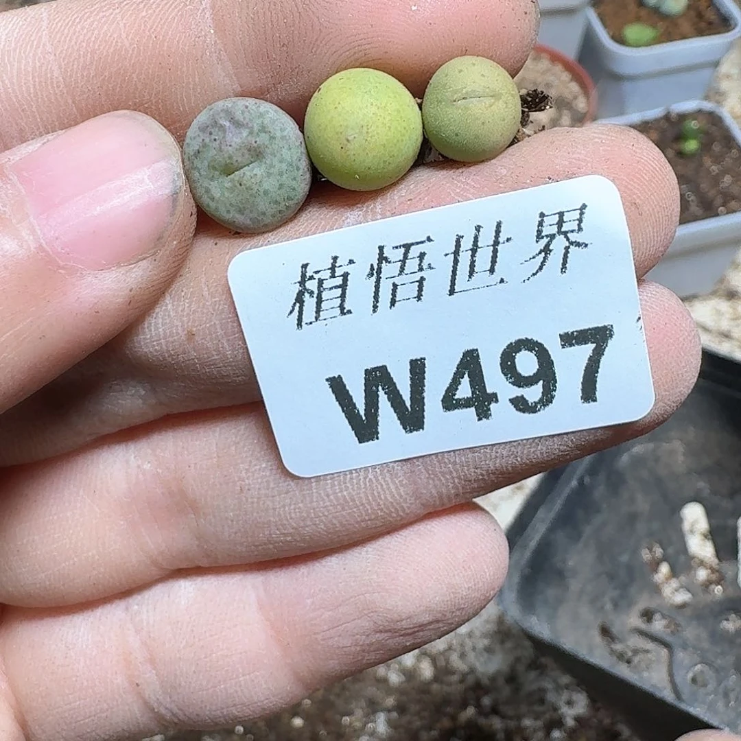 497家的植物哇c f v