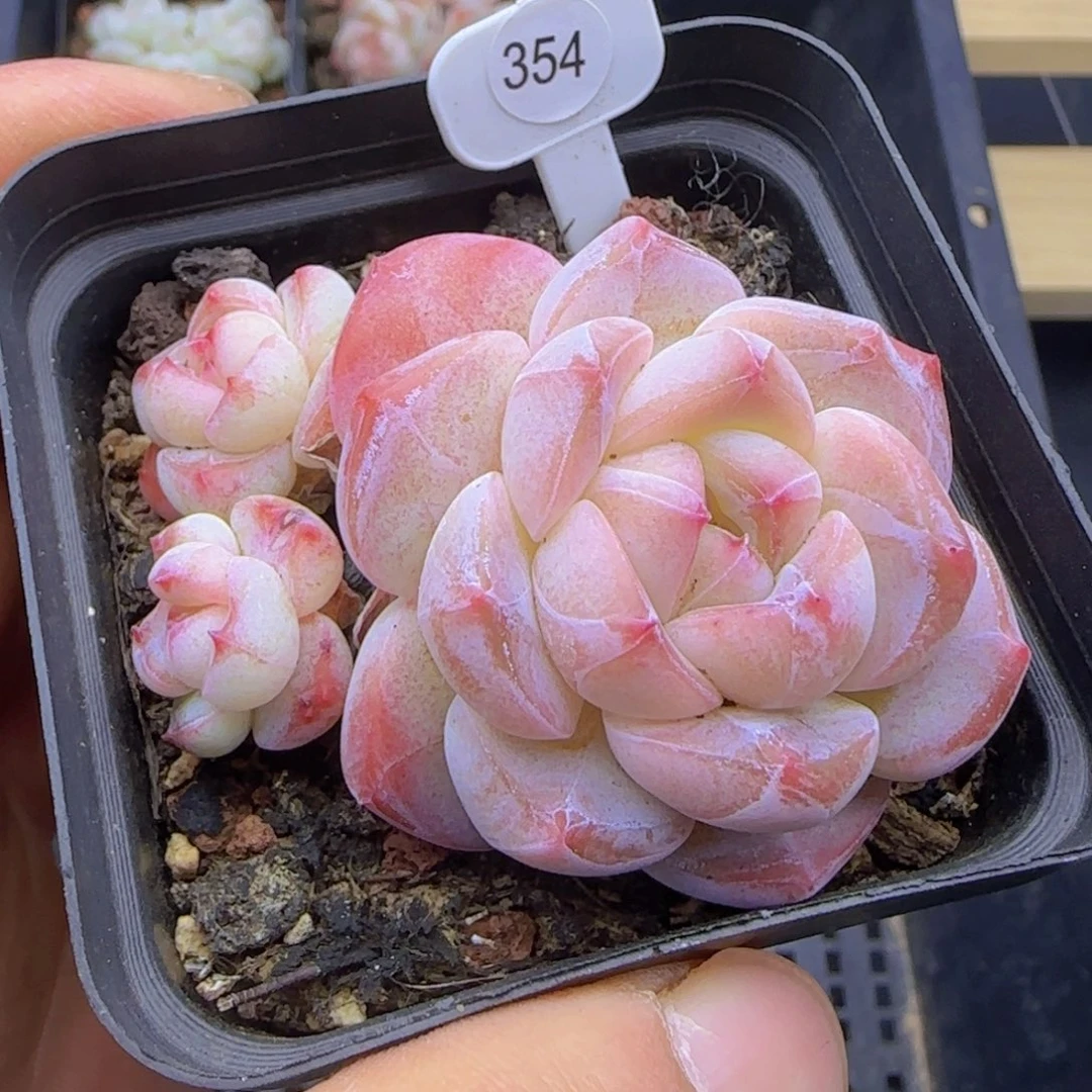 冰娃娃一颗多肉植物