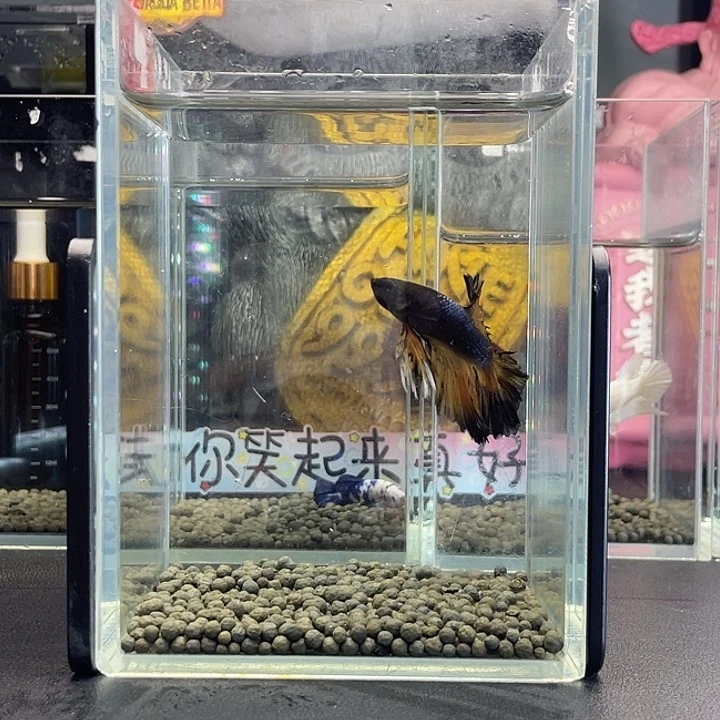 斗鱼天天号925早hmpk