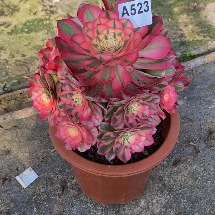 柠****店倾城多肉植物523