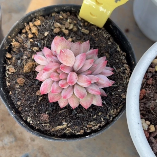 车厘子朵朵缀 夏鸣园艺