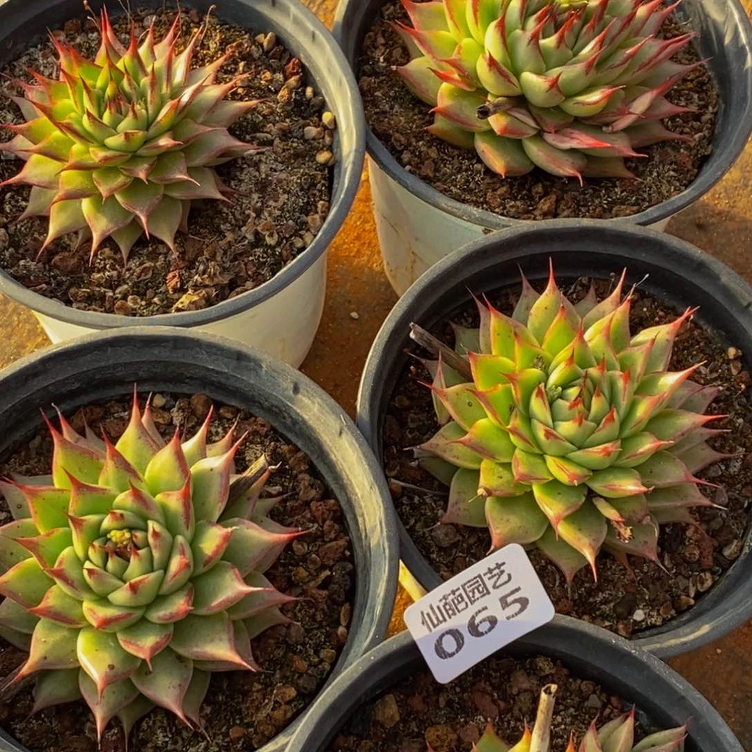 065多肉植物保护研究所所长的