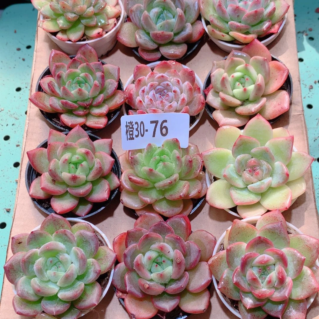 30-76一物一拍多肉带盆18颗