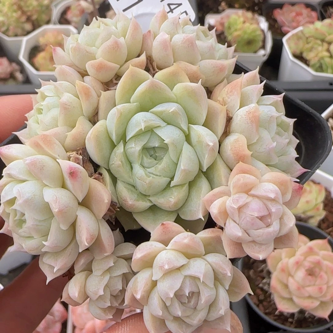 玉簪女王捧花一颗