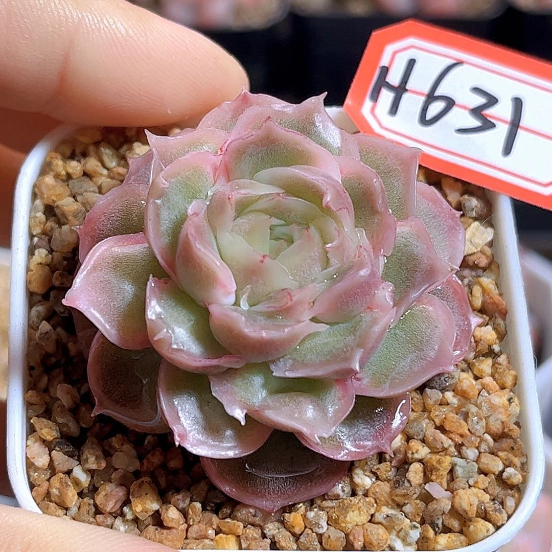 H631  虾饺 满18包邮