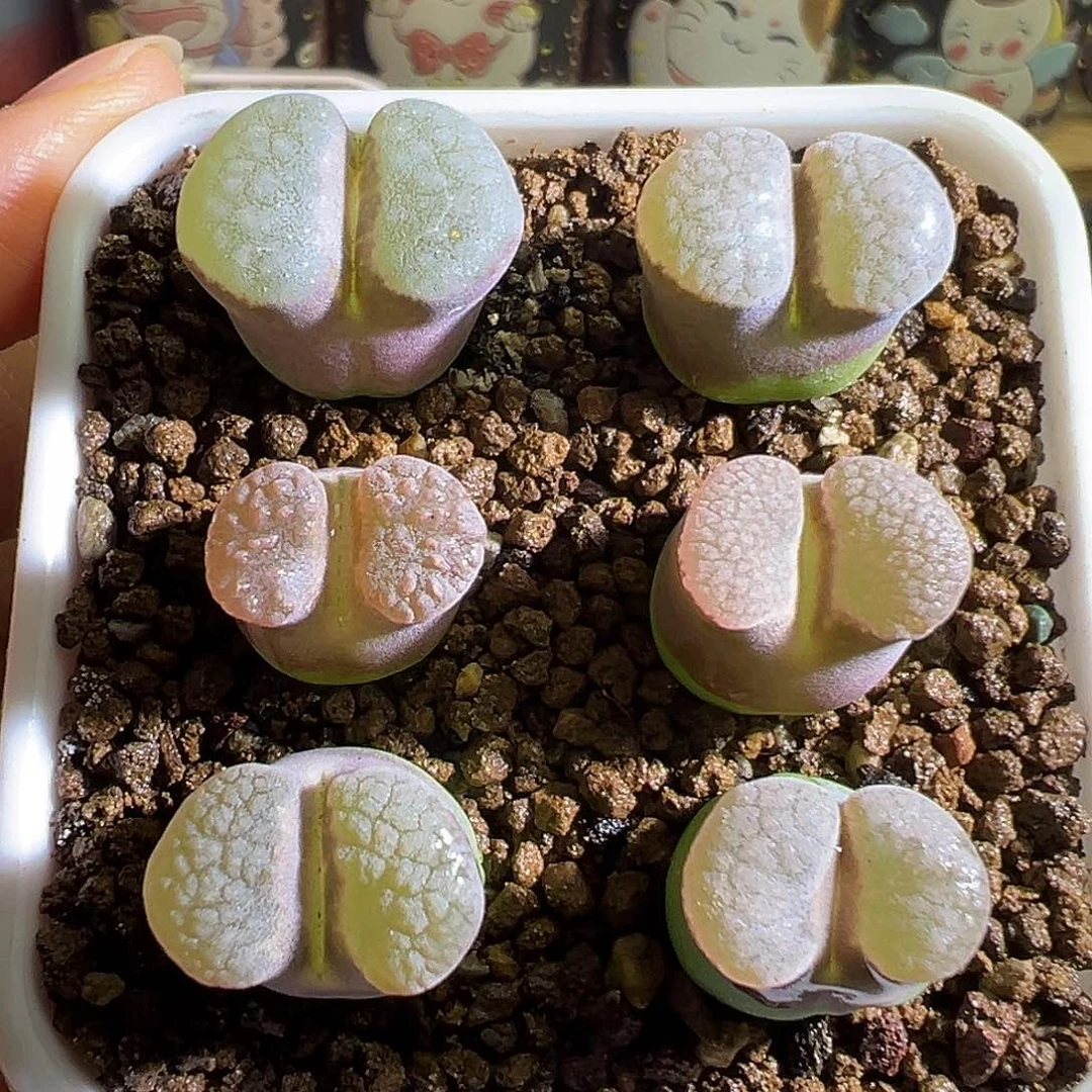 单棵价格。