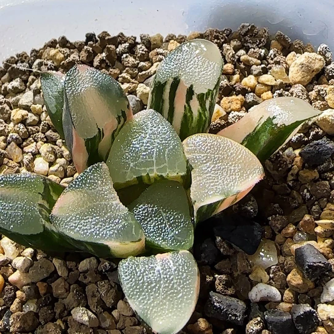 48号丸叶克锦 5.5 厘米左右一物一拍带盆发货