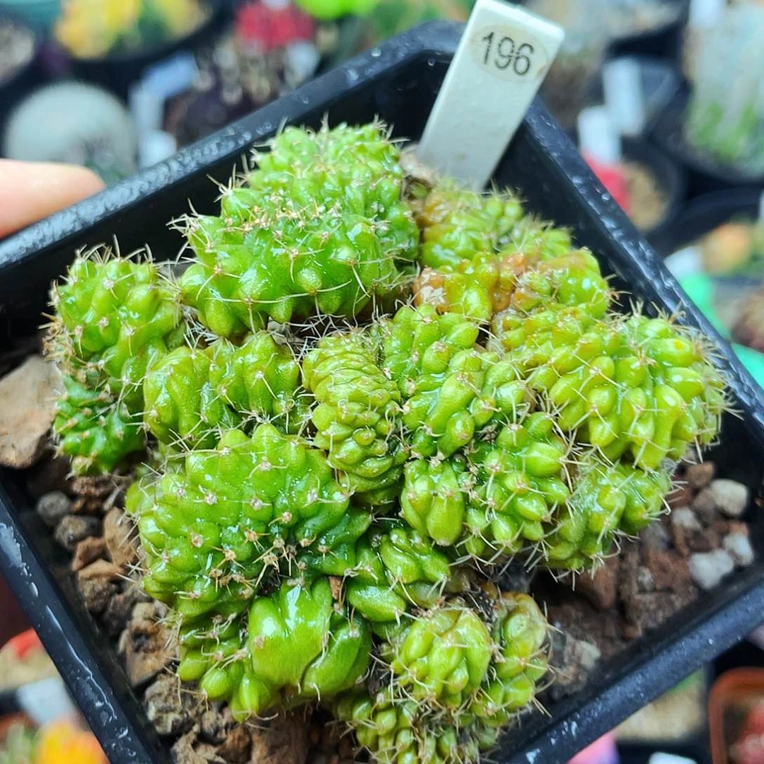 非偏远地区满25包邮仙人球