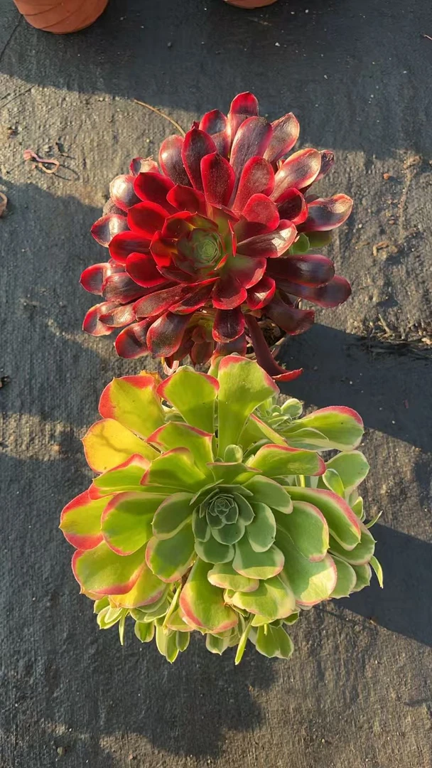 法师套餐 亮哥精选  多肉植物  栽种养护 裸根发货