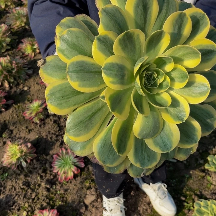 香炉盘锦多肉植物捧花