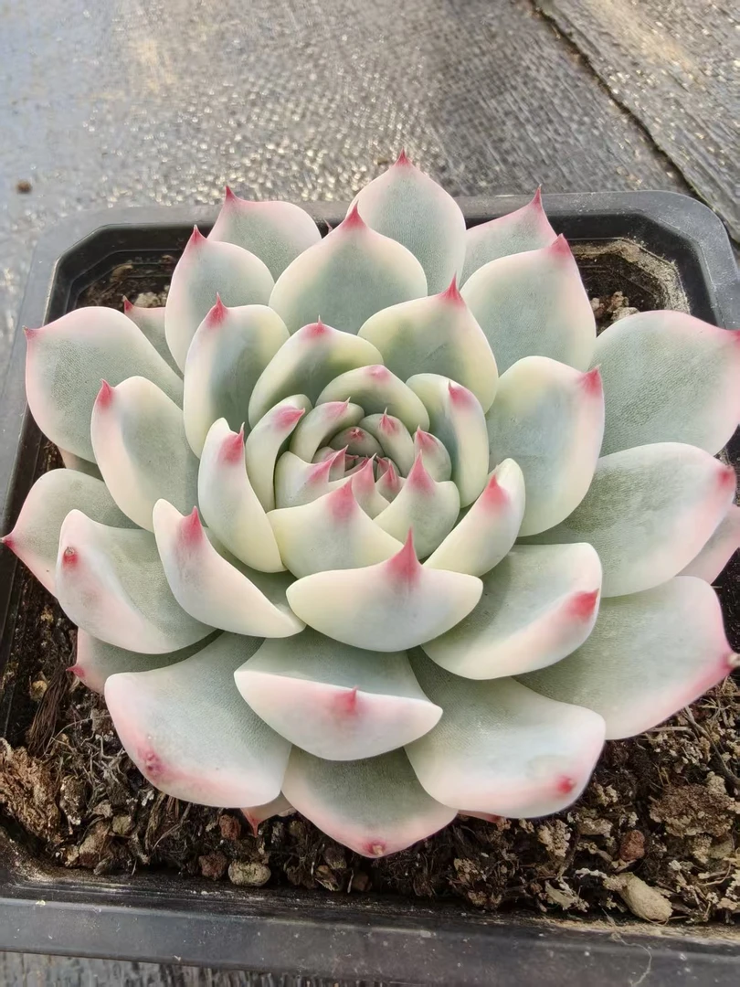 吉娃娃锦7cm，锦上园艺量拍