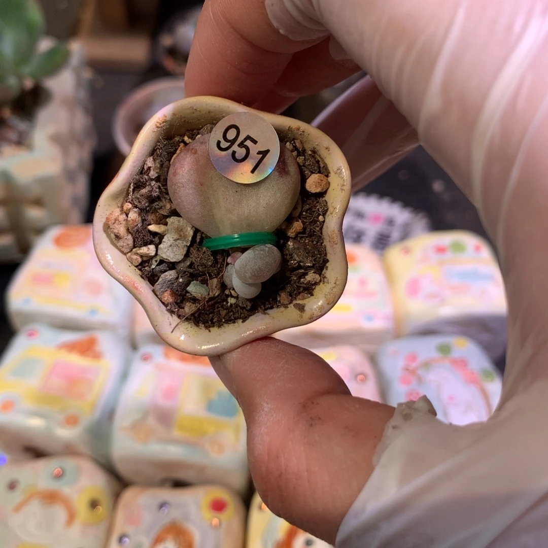 油煎叶插哈哈哈哈哈哈哈哈哈951