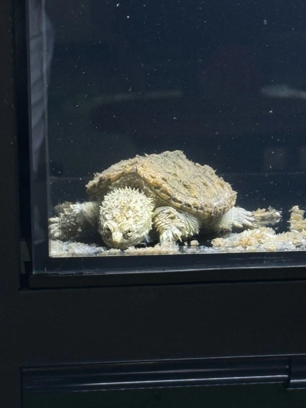 佛鳄龟观赏宠物龟