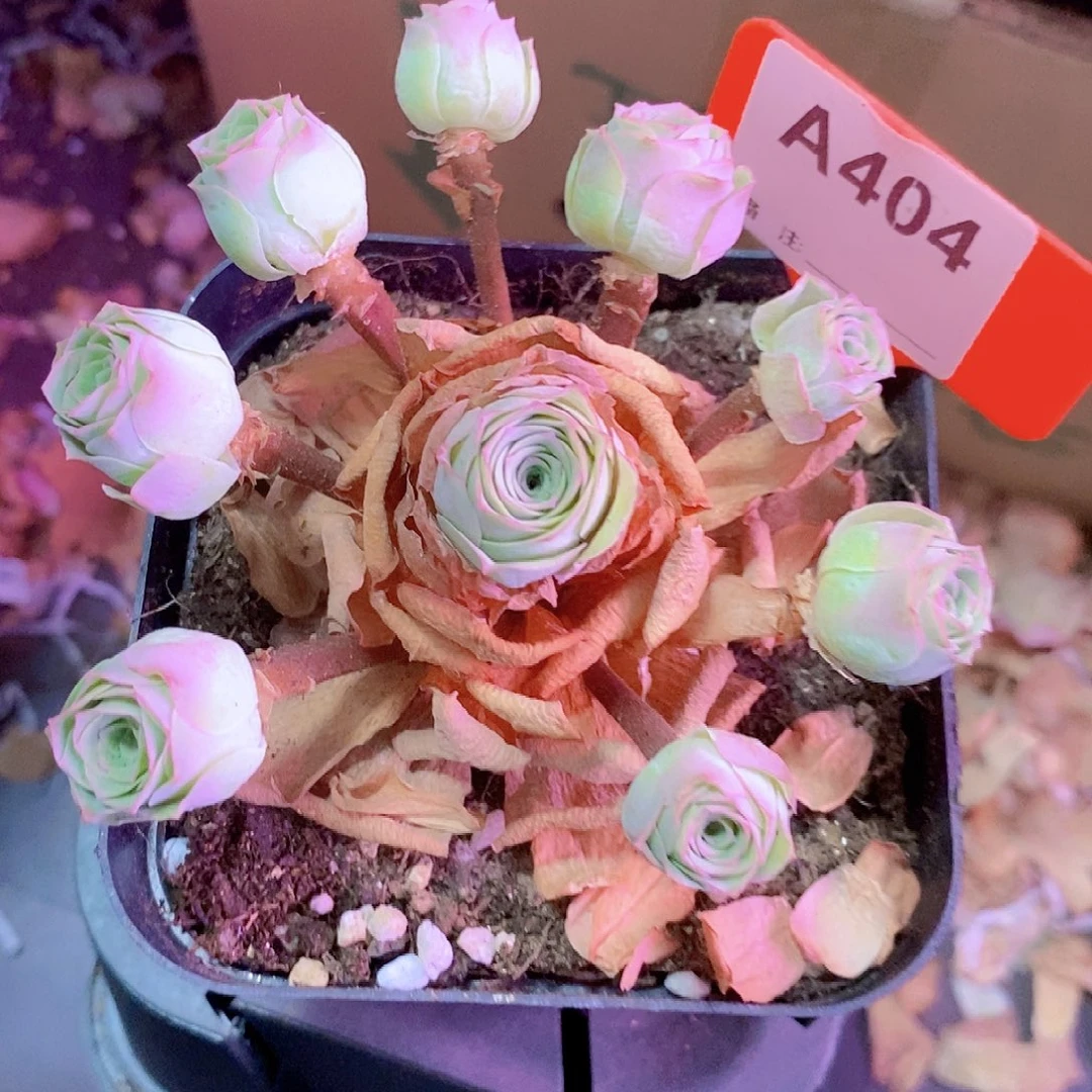 山地玫瑰一物一拍404飘枝易断介意勿拍