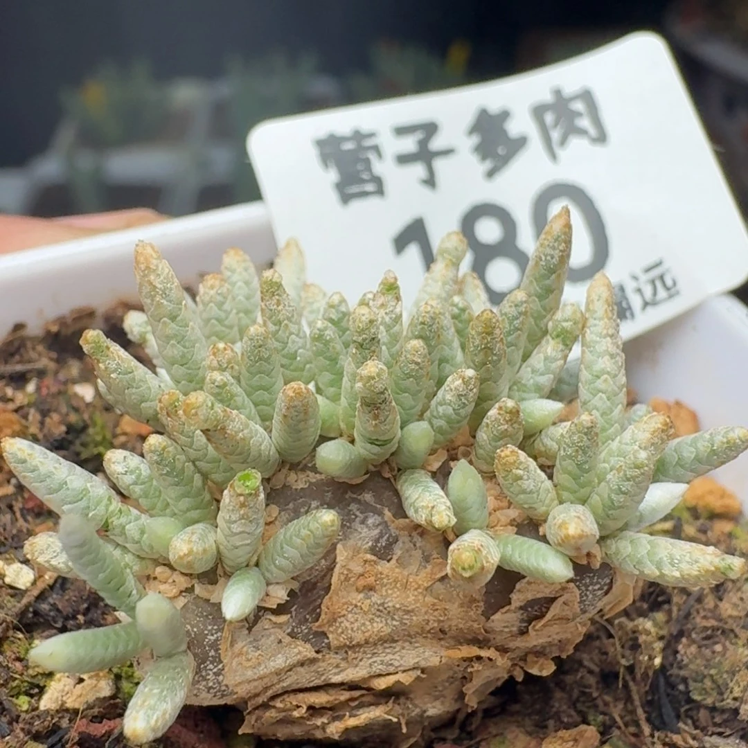 红花韧锦。带盆土。