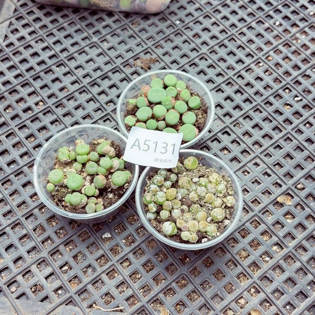 5131—生石花 肉锥