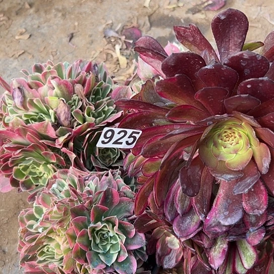 农***人多肉植物四个