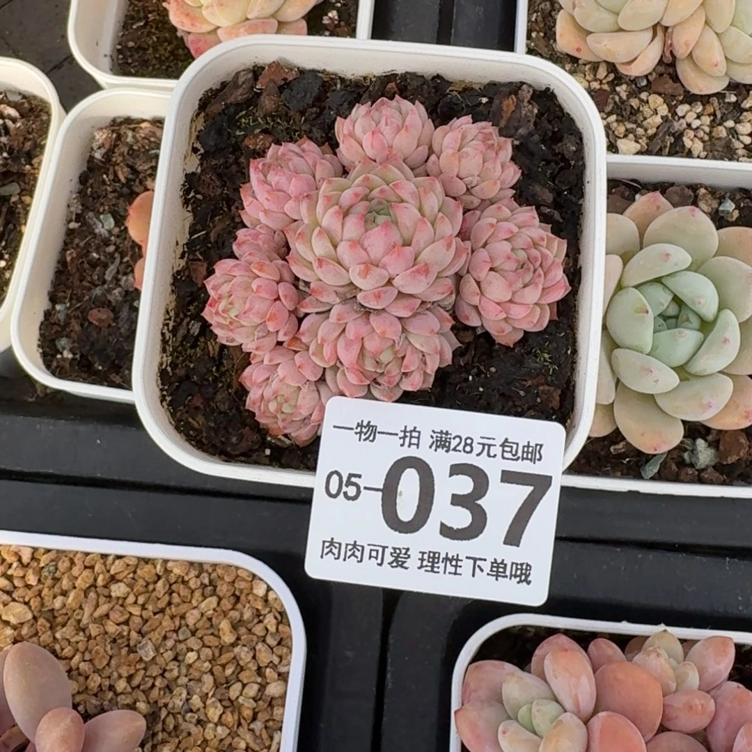 小粉梅无盆土发货无