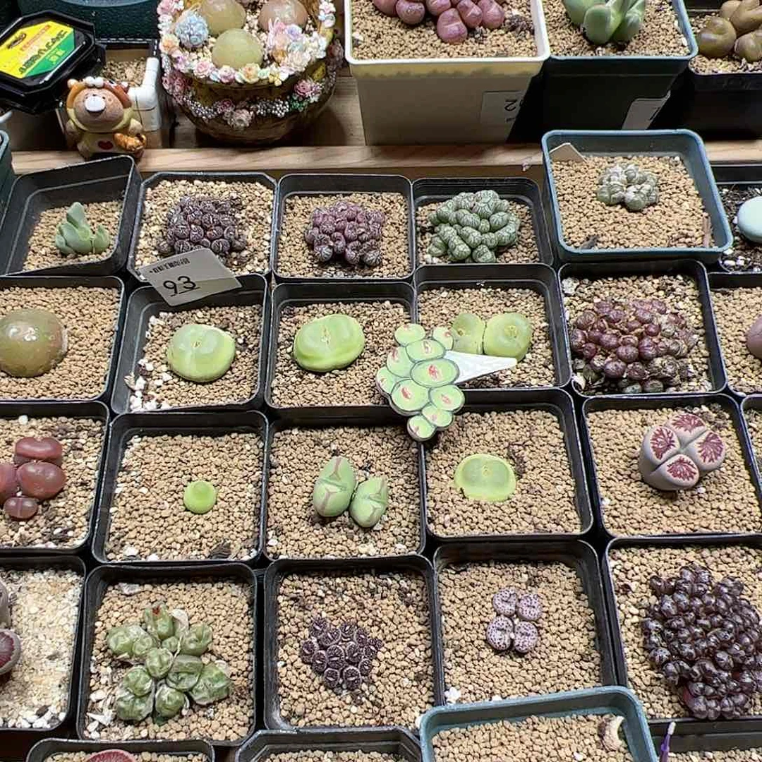 【闪购商品】肥***鹅158 福利