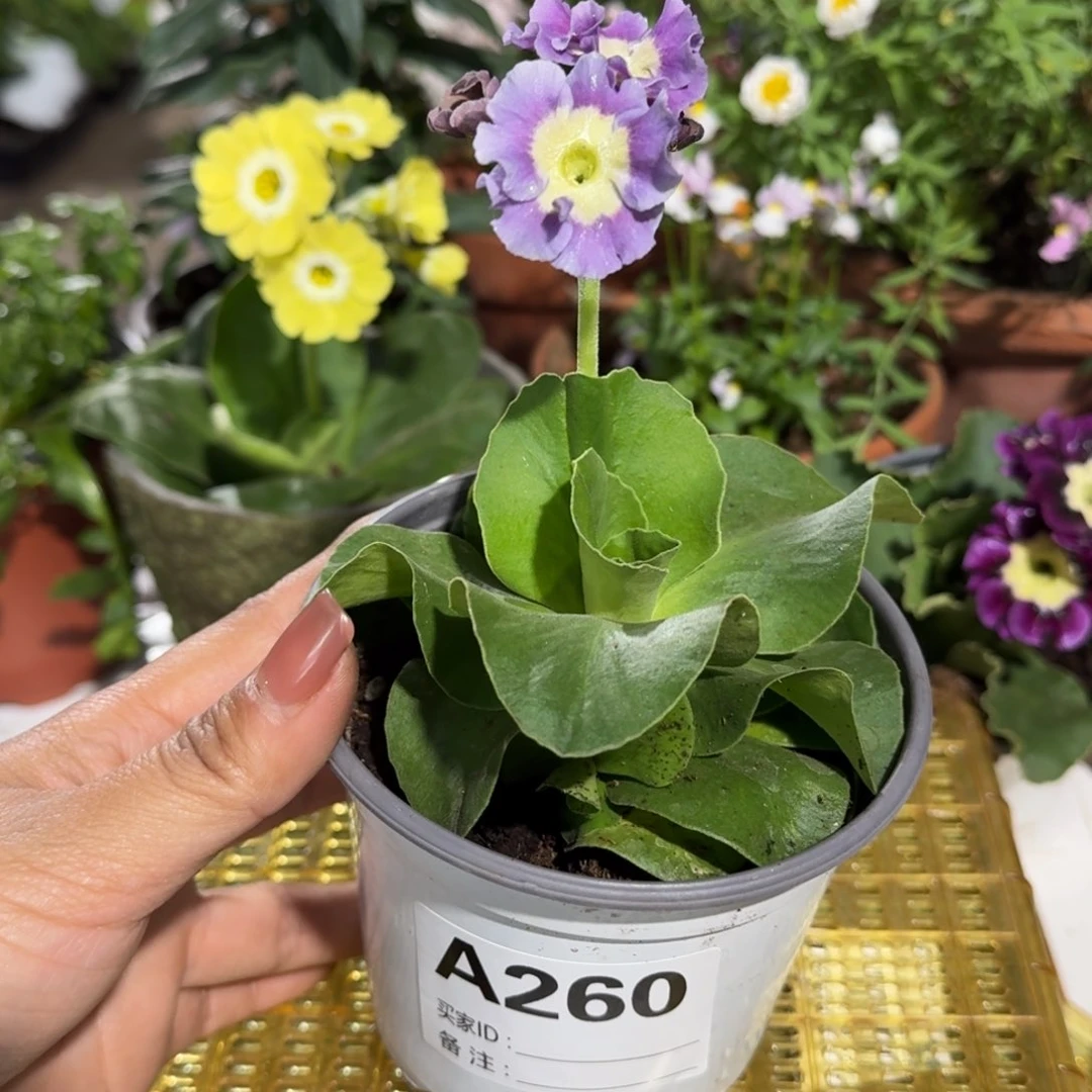 一物一拍耳叶报春A260