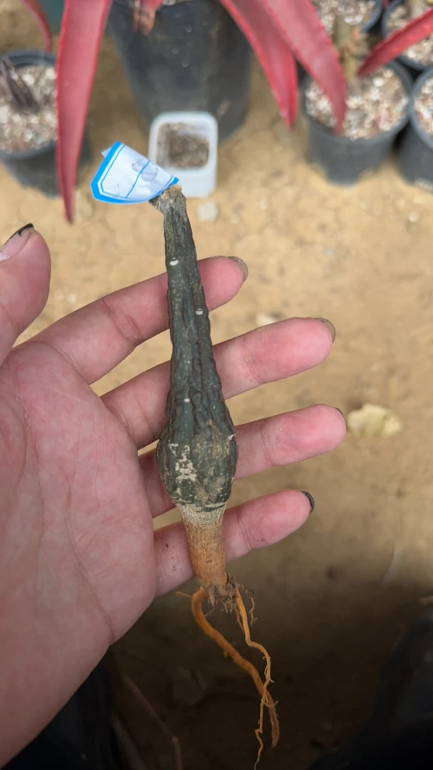 红叶西番莲多肉植物