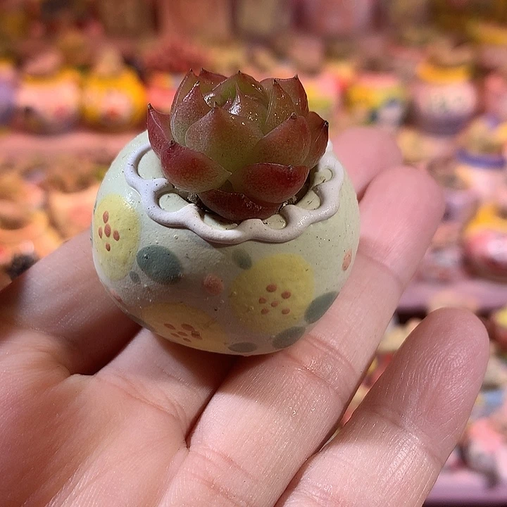 珍妮带盆 满100包邮