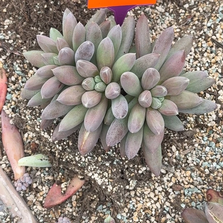 叮***当多肉植物海豚体哥特334