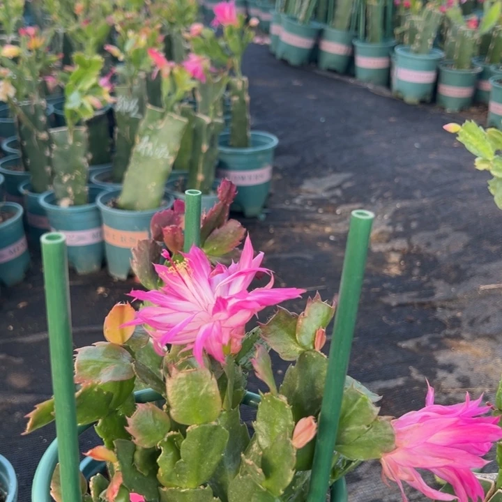 如***梦6号 038粉色花朵000000