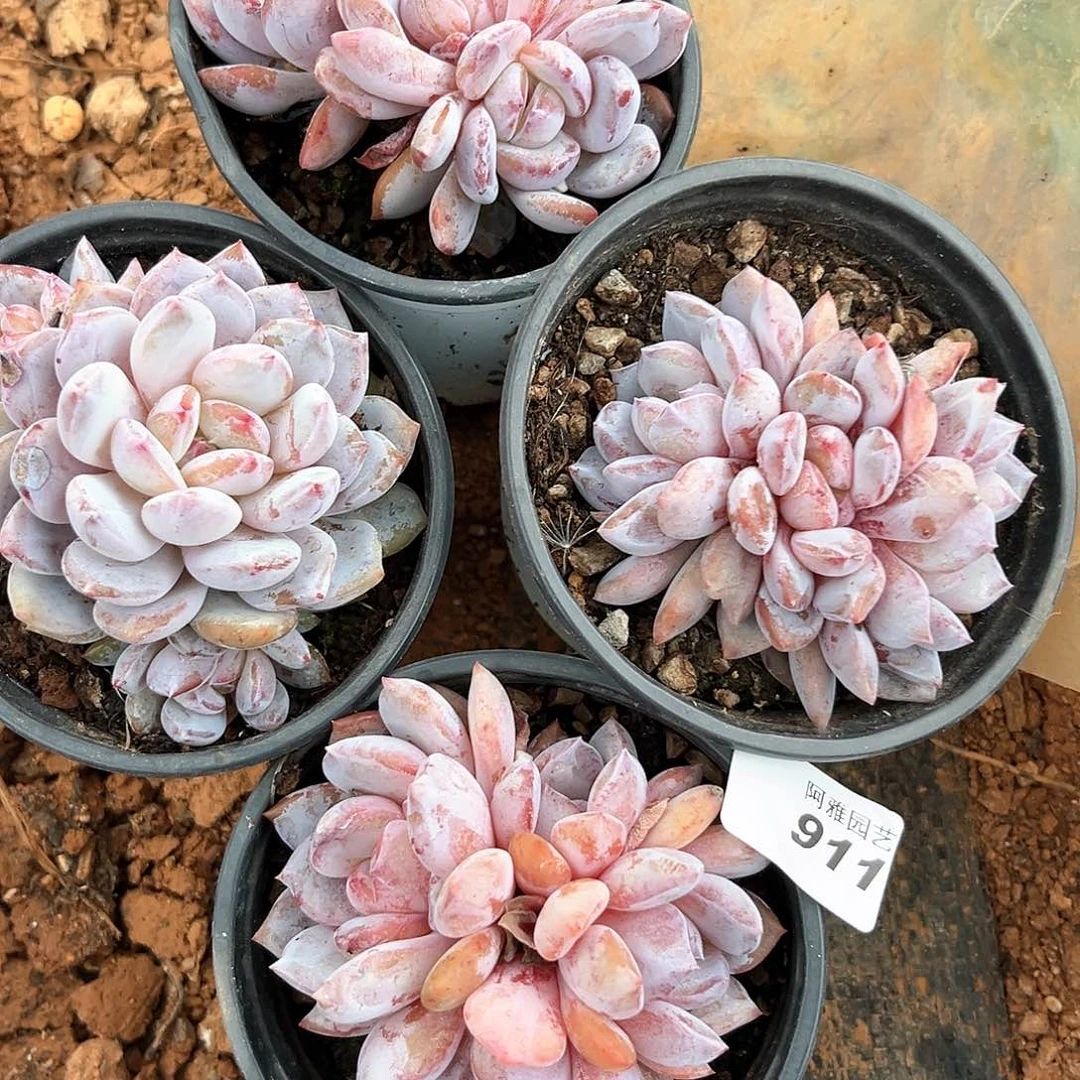 阿雅园艺。   不售后911