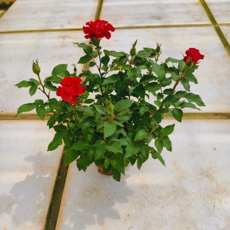 妮芙玫瑰  乌鲁木齐发货