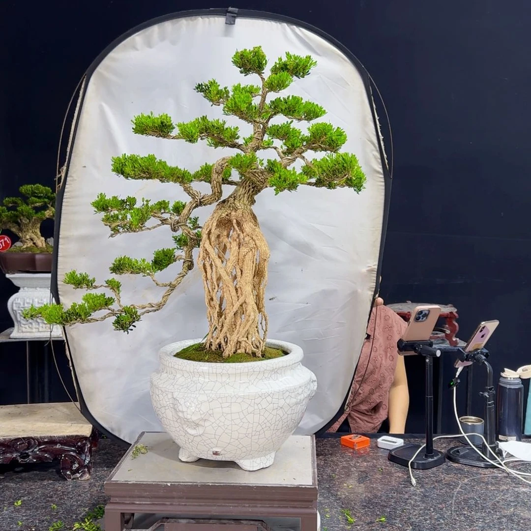 无花朵高端盆景艺术精品