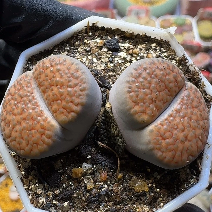 生石花11122。  187