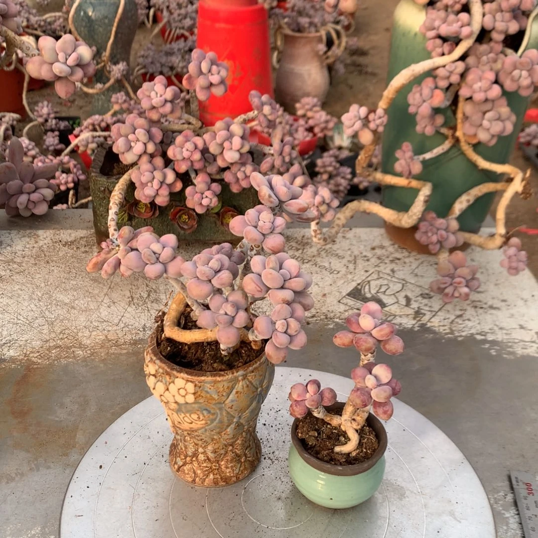 桃蛋老桩两颗不带盆4号