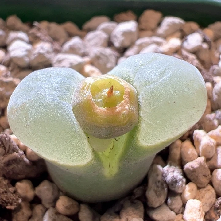 1000。青蛙种源优选五年母本2151。