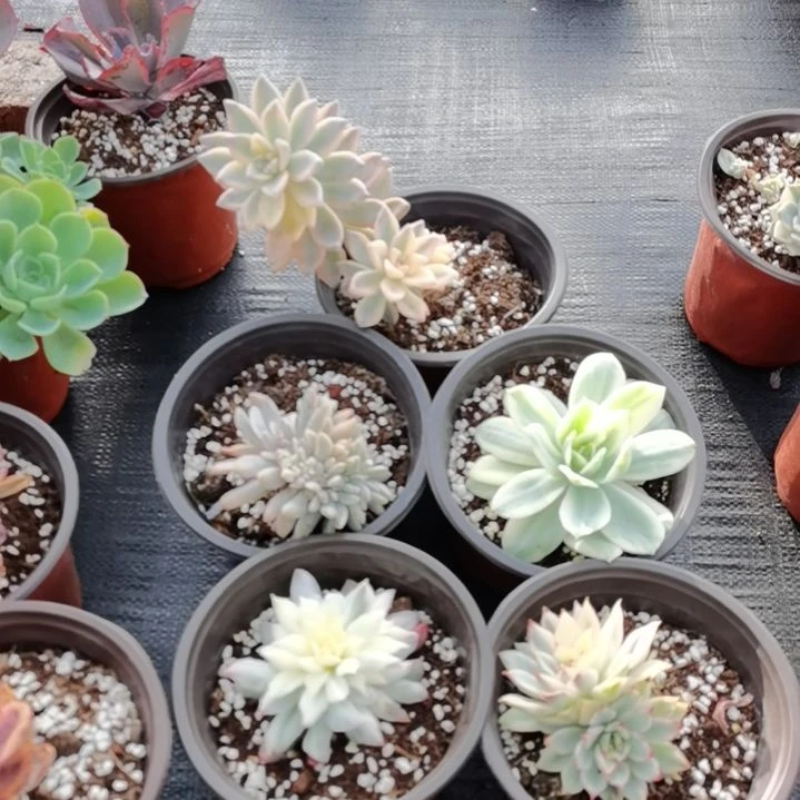 不同品种景天锦5盆包邮（不包偏远地区）