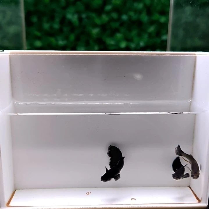 海水鱼精品孔雀鱼，木炭黑，两公一母。