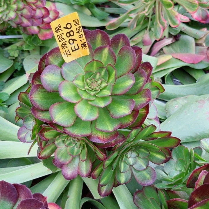 抹茶986多肉植物